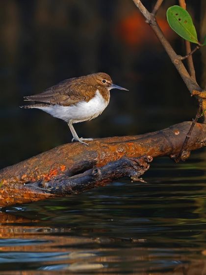 A Common Sandpiper stands on a log at the water's edge, its reflection shimmering below. The dark, moody lighting creates a serene and atmospheric scene.