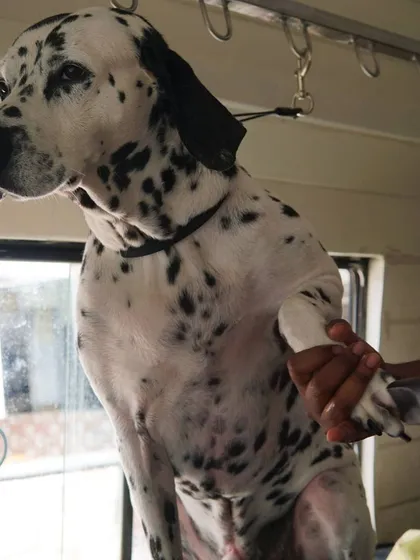 Building trust is the most important part of our job. This handsome Dalmatian, Chico, was an absolute champ, even offering a handshake during his nail trim. We always work at your pet's pace.