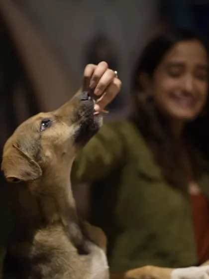 A gentle hand offers a tasty treat. This simple act of kindness and connection between a human and a dog is beautiful to witness.