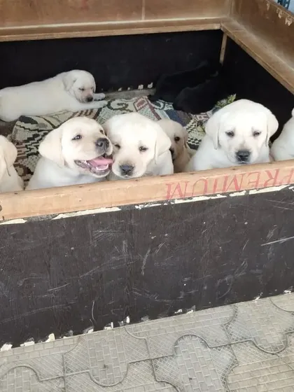 A box full of joy. These purebred Labrador Retriever puppies are all heavy-boned and full of life. Each one comes with KCI registration and a microchip to guarantee their lineage.