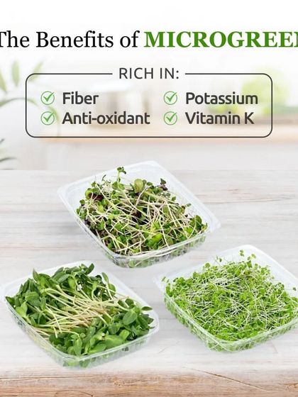 Microgreens: Health in 7 Days photo 3