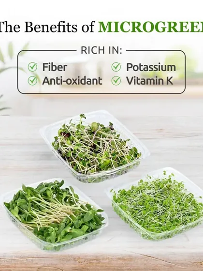 This graphic highlights the amazing benefits of microgreens. They are rich in fiber, antioxidants, potassium, and Vitamin K, making them a true superfood.