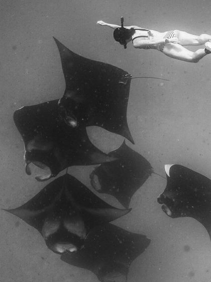 A snorkeler gets an amazing view of a train of manta rays in the Maldives. You don't always need to be a diver to have incredible encounters.