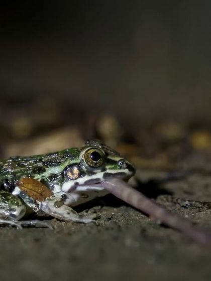 A Skittering Frog enjoying a meal of an earthworm, a fantastic behavioral shot captured during a night walk.