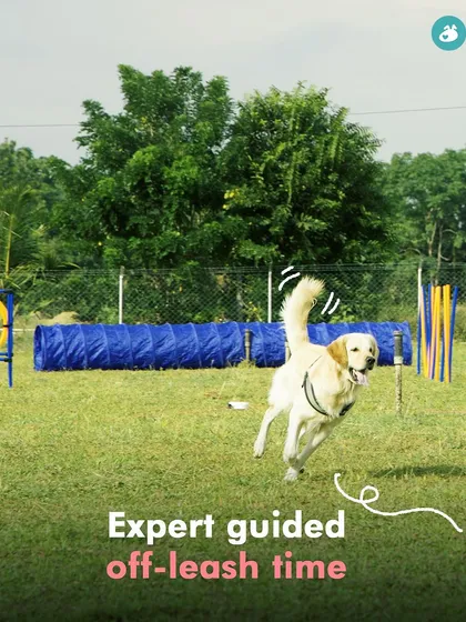 It's not just play, it's enrichment. Our agility courses and guided activities keep your dog's mind sharp and their body active, ensuring they go home happy and tired.