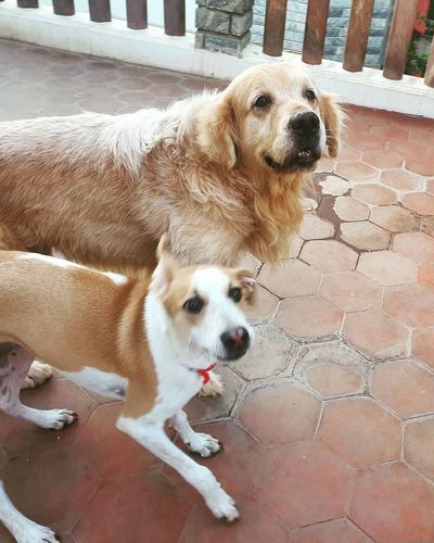 Dog Boarding & Daycare