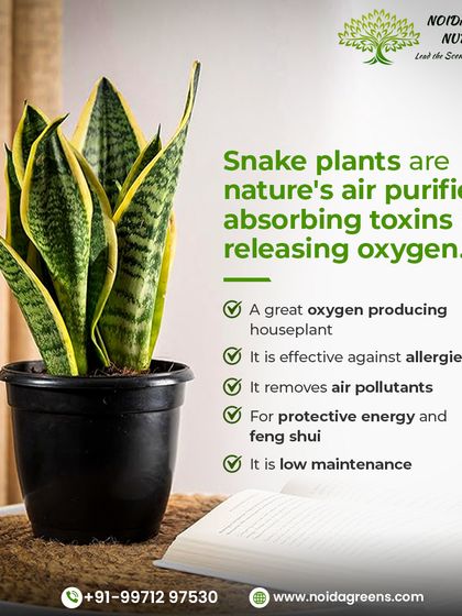 Top Plant Picks for Office Gifting photo 3