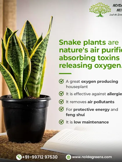 Snake Plant prakriti ka air purifier hai. Yeh hawa se toxins ko saaf karke oxygen chhodta hai. Iski dekhbhaal bahut aasan hai aur yeh allergies se bachane mein bhi madad karta hai.