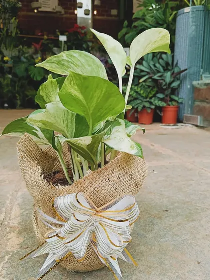 A single money plant wrapped in rustic burlap with a beautiful bow. This is one of the many thoughtful green gifts I crafted for a corporate client.