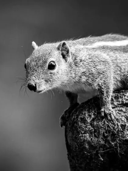 The same Indian Palm Squirrel portrait, but rendered in black and white. This treatment emphasizes the texture of its fur and the intensity of its gaze, creating a more timeless and artistic feel.