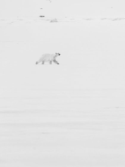A high-key image of a lone polar bear trekking across a vast, white expanse of snow. This minimalist style emphasizes the solitude and scale of the Arctic wilderness.