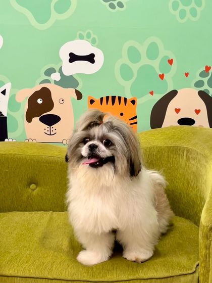 Tails of the City - Pet Grooming Our Happy Doggos photo 8