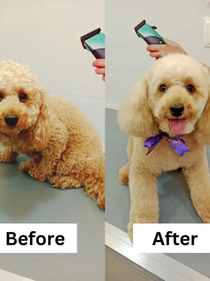 Our professionals worked their magic to turn this cute poodle into a star. This amazing transformation is what we strive for with every pet.
