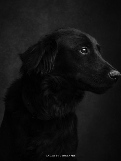 The black and white version of this soulful dog portrait, enhancing the mood and the light in its hopeful eyes.