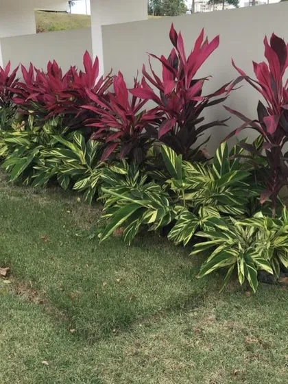 I use color and texture to create dynamic garden beds. This design features vibrant red Cordyline plants layered with variegated Song of India, providing year-round visual appeal next to a healthy lawn.