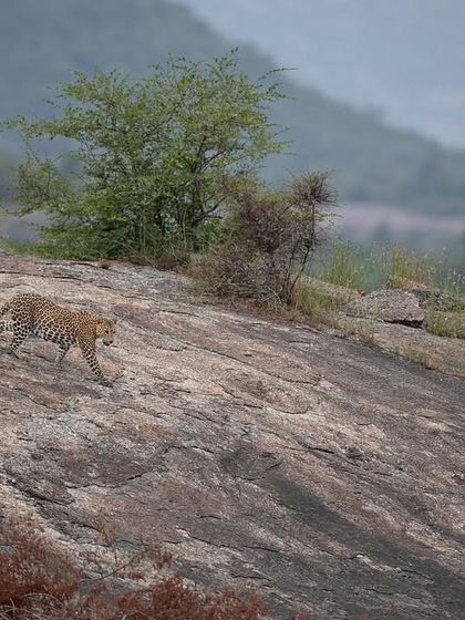 A leopard moving gracefully down a rock face, showcasing its agility and adaptation to this rugged terrain.