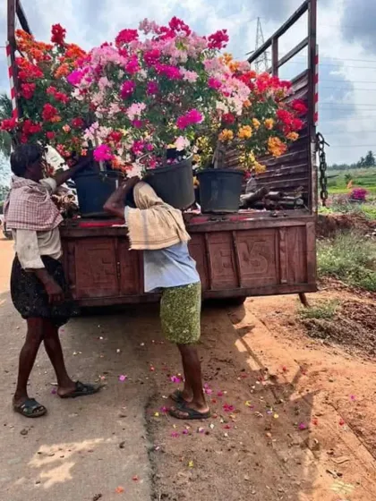 My team carefully loading large, blooming Bougainvillea plants for delivery. I ensure every plant is transported safely to its new home.