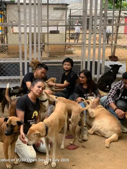 The VOSD team takes a moment to relax with some of our furry residents. We are a family here, human and canine alike.