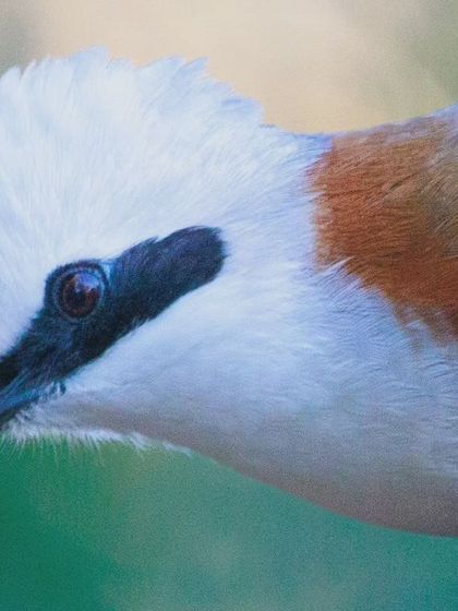 A close-up portrait of a White-crested Laughingthrush from Sattal. The simple black "eyeliner" and fluffy white crest give this social bird a comical and endearing expression.