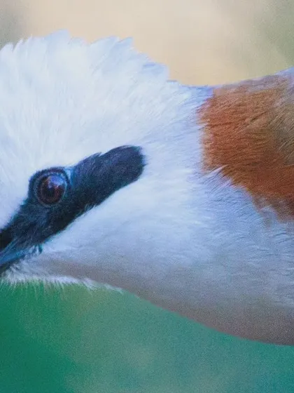 A close-up portrait of a White-crested Laughingthrush from Sattal. The simple black "eyeliner" and fluffy white crest give this social bird a comical and endearing expression.