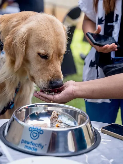 There's nothing like getting a taste of fresh food right from the source! A golden retriever enjoying a sample at our event.