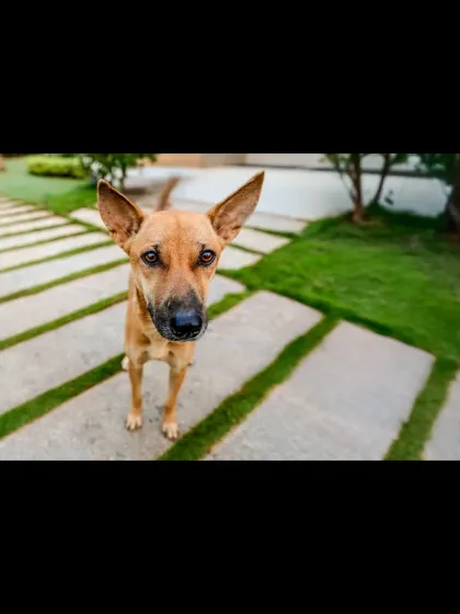 A fun, wide-angle shot of an indie dog, giving a curious and playful feel to the portrait.