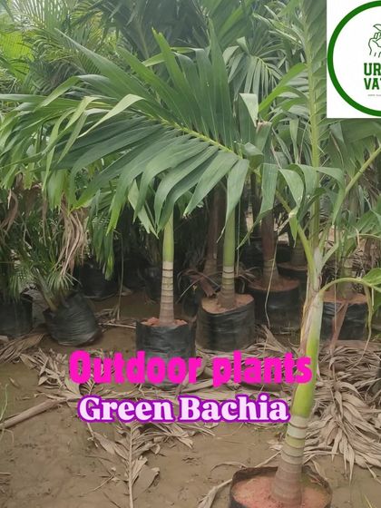 More Green Bechia palms, perfect for outdoor planting.