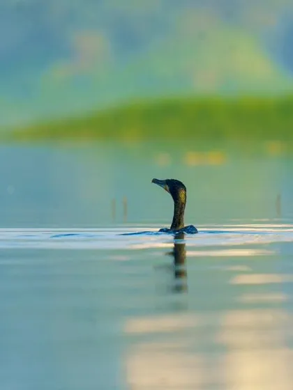 Duplicate of the cormorant in the mist, a beautifully moody shot.
