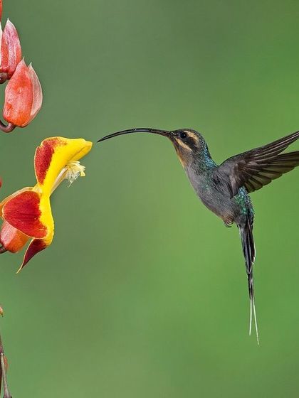 A long-billed hummingbird, the Green Hermit, uses its specialized beak to access nectar deep within a flower.