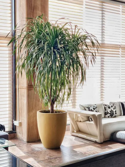 This corner looks like it walked right off the pages of a design magazine. From a residential project in Silvassa, this massive pot-and-plant duo brings a serious dose of luxe vibes and natural texture to the living space.