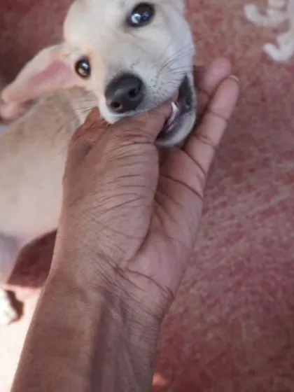 A playful moment with Bingo, who loves gentle nibbles. She is a typical happy puppy looking for human connection.