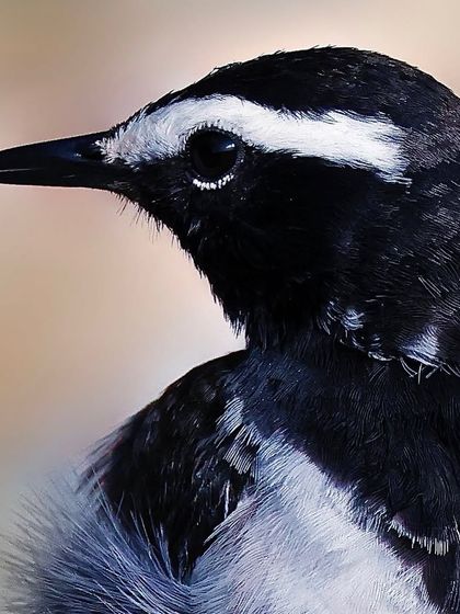 A portrait of a White-browed Wagtail. The sharp black and white pattern of its head and the fine texture of its grey back feathers are the focus of this shot.