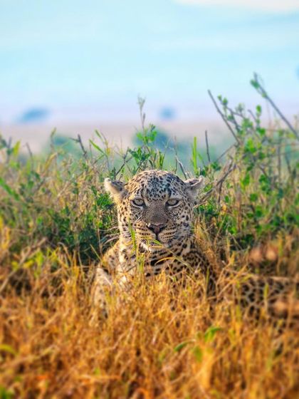 The Tiger's Realm: Portraits of India's Big Cats photo 26
