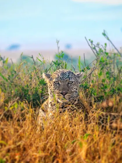 A leopard peers through the tall grass of the Masai Mara. Though this was taken in Africa, I'm including it here to show the adaptability of leopards across different continents.