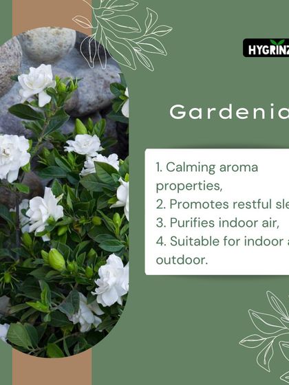 Hygrinz - Plant Sales & Gardening Supplies Gardening Tips & Plant Facts photo 27