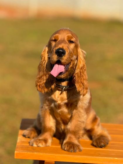 The Pawsome Camp - Dog Daycare & Boarding Our Pack: Portraits from the Camp photo 34