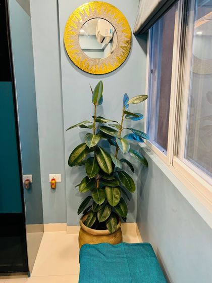 This Ficus plant, placed in a corner by the window, gets just the right amount of light. The blue wall makes its green leaves pop, creating a beautiful color combination.