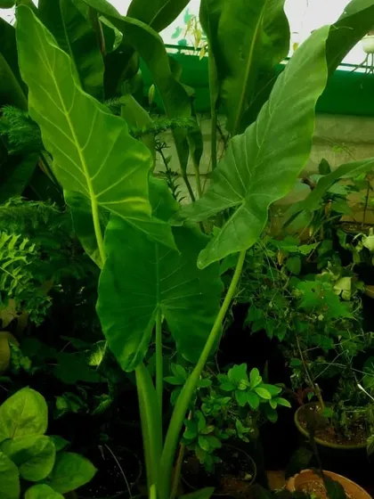 Another view from my nursery, showing the impressive scale of Alocasia plants. These are perfect for filling a corner with lush, green foliage and creating an instant jungle vibe indoors.