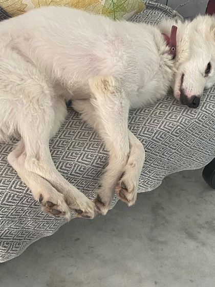 Curled up and cozy. We provide comfortable spots for our guests to nap and recharge for the next round of fun.