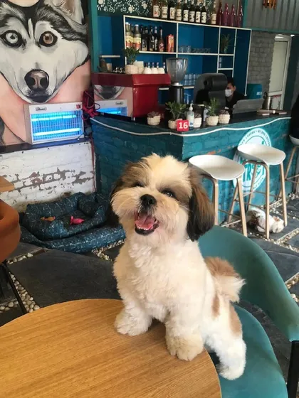 Look at that happy face! Tofu posing on a table at the cafe, ready for his birthday treats. He's one of our most loved residents.