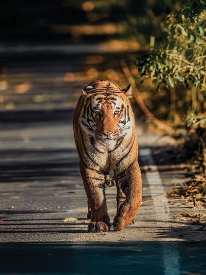 They call him Rocket for a reason. In this shot, you can feel the unique atmosphere of the Terai forests. Tigers are elusive, and getting this direct glance was a fleeting, magical moment that I'm thrilled to share.