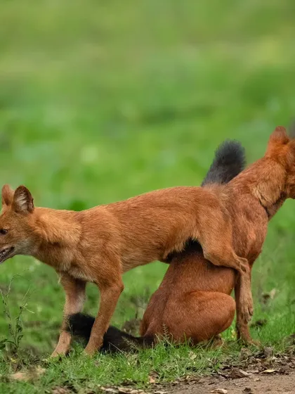 Dholes are known for their playful energy. This series captures some of their "acrobatics" in Nagarahole Tiger Reserve, showing them leaping and tumbling over each other in a display of agility and social bonding.