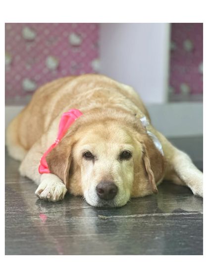 Furrybells Pet Grooming - Pet Grooming (Dogs & Cats) Puppy, Senior & Special Needs Care photo 7