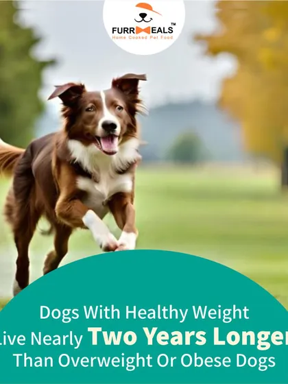 Did you know dogs at a healthy weight can live nearly two years longer? Investing in their diet with a proper weight management plan is an investment in more time with your best friend.