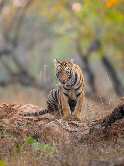 A tiger cub balances on a log, framed by the beautiful autumn colors of the forest.