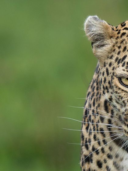 A moment of quiet intensity. This close-up allows you to appreciate the intricate details of the leopard's coat and the depth of its gaze.