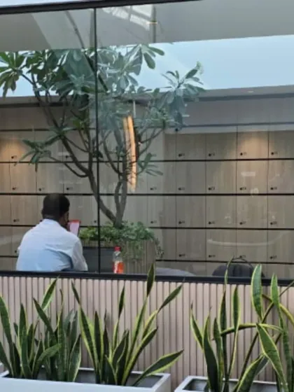 A view into a modern office space where we used rows of Snake Plants in sleek white planters to define spaces and improve air quality. In the background, a large indoor tree adds a touch of nature to the work area.