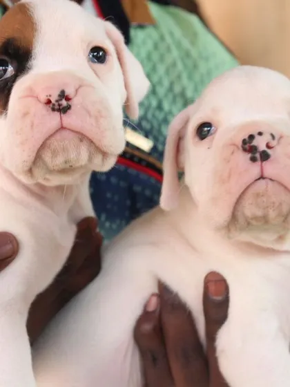 A close-up of two charming white Boxer puppies with unique facial markings. Boxers are known for being playful and protective, and these little ones are a perfect example of the high-quality, purebred dogs we source.