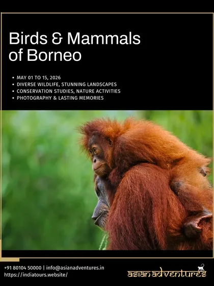 An infographic for our Birds & Mammals of Borneo tour, featuring a mother and baby orangutan. This tour is scheduled for May 2026 and focuses on conservation, photography, and unforgettable nature activities.