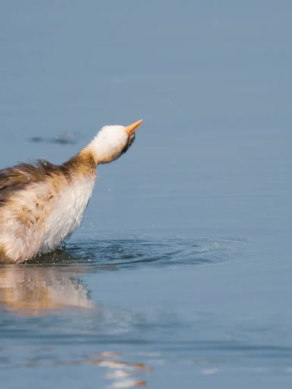 A Hoary-headed Grebe shakes its head, sending water droplets flying.